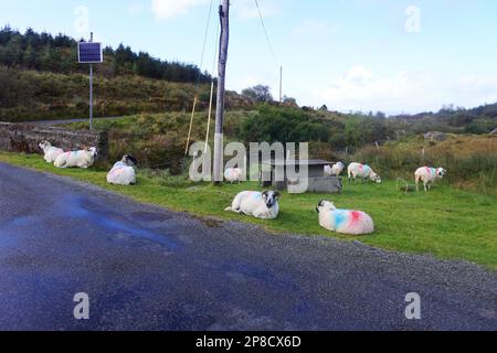 Moutons couchés à côté de la route près du lac Glenbeg, comté de Cork, Irlande - John Gollop Banque D'Images