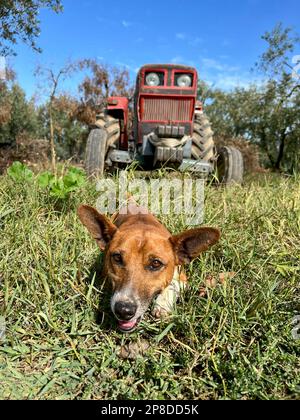 chien, gros plan mignon chien brun couché sur l'herbe dans le champ ou le jardin sur tracteur ou véhicule agricole en une journée ensoleillée. mignon animaux domestiques concept photo Banque D'Images