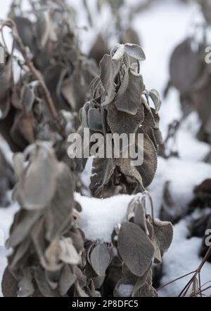 Feuilles de sauge séchées et flétries, salvia officinalis, dans un jardin enneigé Banque D'Images