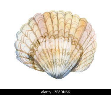 Aquarelle seashell illustration réaliste dans les couleurs pastel. Élément de dessin nautique dessiné à la main pour cartes de vœux, impression ou autocollants Banque D'Images