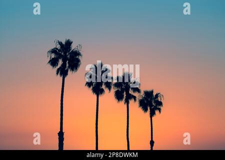 Palmiers au coucher du soleil, vibes d'été d'époque californienne Banque D'Images