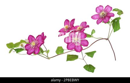 Fleurs de clematis roses, arrière-plan isolé Banque D'Images