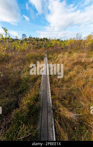 Promenade étroite sur une tourbière à l'automne. Banque D'Images