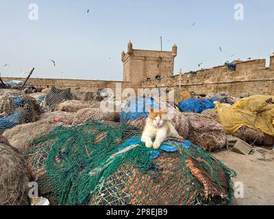 Chat errant allongé sur des filets de pêche dans le port, Essaouira, Maroc Banque D'Images