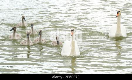 Famille de cygnes nageant dans une rivière, Angleterre, Royaume-Uni Banque D'Images