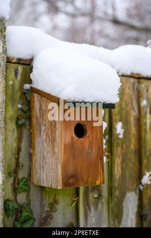 Boîte de nid d'oiseau sauvage recouverte de neige. Banque D'Images