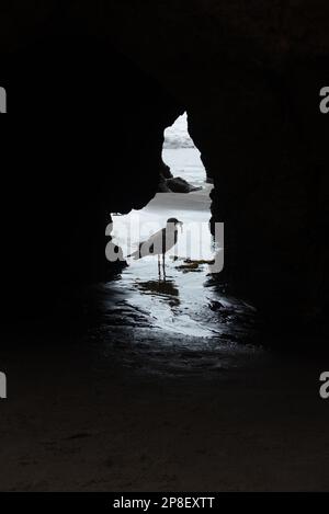 Silhouette d'un oiseau de rivage debout à l'entrée de la grotte sur la plage, Malibu, Californie, États-Unis Banque D'Images