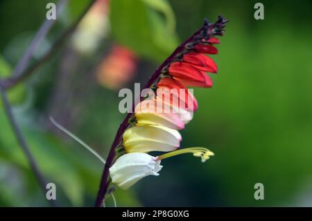 Rouge/jaune/crème Climber Ipomoea lobata (drapeau espagnol) floraison Vine cultivée à RHS Garden Harlow Carr, Harrogate, Yorkshire. Angleterre, Royaume-Uni. Banque D'Images