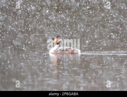 Kidderminster, Royaume-Uni. 9 mars 2023. Météo Royaume-Uni : neige abondante et températures juste au-dessus du point de congélation dans les Midlands. Un oiseau grêle à grande crête pagaie sur une piscine locale avec des rafales de neige tout autour de lui. Crédit : Lee Hudson/Alamy Live News Banque D'Images