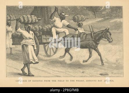 Transport de bananes du champ au quai, baie Anto, Jamaïque 1889 Banque D'Images