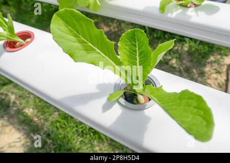 Gros plan de rangées de légumes de laitue de petits cos verts frais dans la ferme hydroponique Banque D'Images