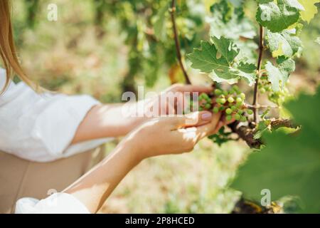 Jeune belle femme prend soin du vignoble. Caucasien jolie fille en beige sundress, chemise blanche et chapeau de paille examine les bunches vertes de raisins. Banque D'Images