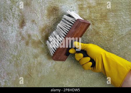 Une main dans des gants en caoutchouc jaune applique une solution anti-moisissure avec une brosse sur un mur en béton recouvert de champignons et de moisissures. Banque D'Images