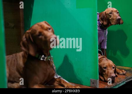 Vizslas hongrois au cours de la première journée du salon des chiens Crufts au Centre d'exposition national de Birmingham (NEC). Date de la photo: Jeudi 9 mars 2023. Banque D'Images