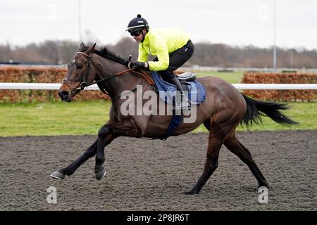 Photo du dossier datée du 28-02-2023 de Constitution Hill. Nicky Henderson et Constitution Hill sont les besoins de la combinaison de course comme les Cheltenham Festivals attire de plus en plus et les yeux du grand public se concentrent sur le sport, selon Henrietta Knight. Date de publication : jeudi 9 mars 2023. Banque D'Images