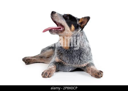 Mignon Happy Blue heeler ou chien de bétail australien chiot avec la langue dehors couché sur fond blanc. Vue de profil Banque D'Images