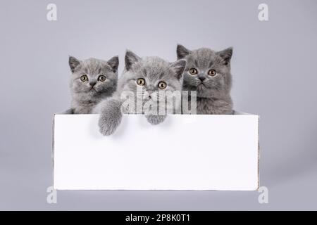 3 chatons de chat Shorthair bleu mignon, assis ensemble dans une boîte en carton blanche. En regardant par-dessus le bord vers l'appareil photo. Isolé sur un dos gris clair Banque D'Images