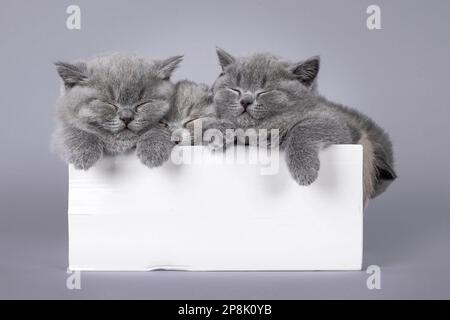 3 chatons de chat Shorthair bleu mignon, dormant ensemble dans une boîte en carton blanche. Isolé sur un fond gris clair et solide. Banque D'Images