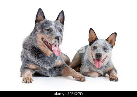 Deux heureux chien bleu heeler ou chien de bétail australien, adulte et chiot, allongé sur un fond blanc. Concept de reproduction Banque D'Images