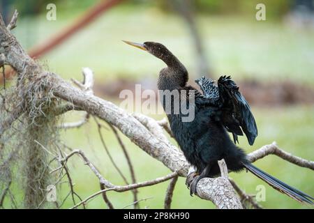 Un grand oiseau anhinga reposant sur une branche d'arbre dans les terres humides de Floride. Banque D'Images