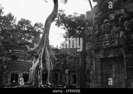 Les racines de Tetraméles nudiflora, celle-ci connue sous le nom de 'arbre Tomb Raider', envahissent un mur de la cour intérieure, Ta Prohm, Angkor, Cambodge Banque D'Images