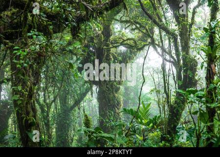 Forêt nuageuse au Costa Rica avec un grand arbre au milieu du cadre. Banque D'Images