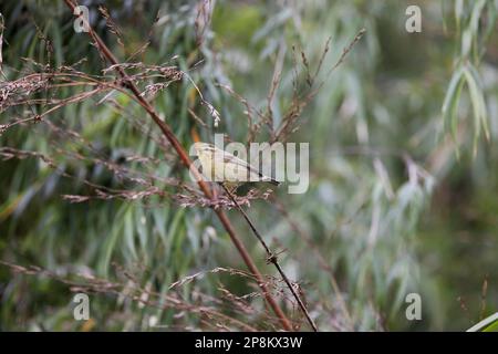 Paruline de Bush aberrante sur branche d'arbre, Horornis flavolivaceus, Sikkim, Inde Banque D'Images