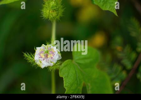 Sticlage fleur de passion , Passiflora foetida. Il contient de l'acide cyanique et est soupçonné d'être toxique pour les gens et le bétail, l'Inde Banque D'Images