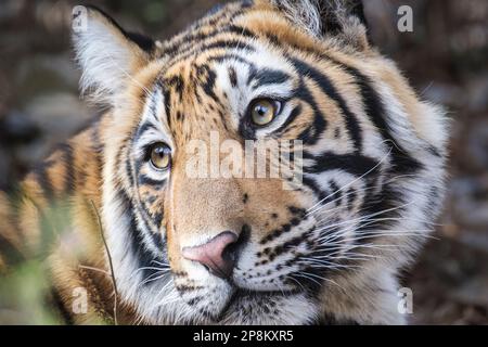 Tigre, Panthera tigris, portrait, gros plan de la tête et du visage de l'animal. La bouche du cub-tigre est ouverte. Parc national de Ranthambore, Rajasthan, Inde Banque D'Images