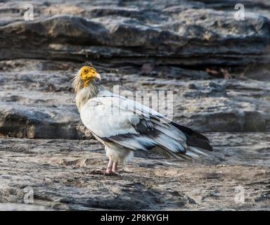 Le vautour égyptien , Neophron percnopterus, également appelé le vautour blanc de récupération ou poulet de pharaon, Neophron percnopterus, Statut : en voie de disparition Banque D'Images