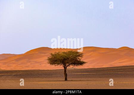 Un arbre isolé avec des dunes en arrière-plan. Banque D'Images