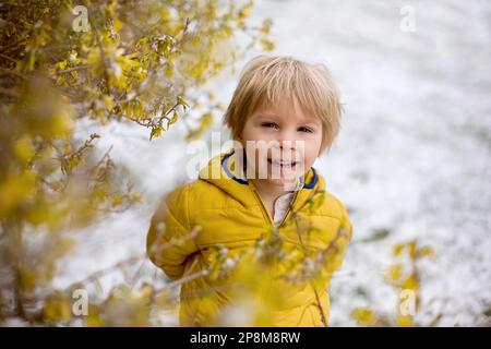 Mignon blond enfant, garçon, courir autour de la fleur de brousse jaune, temps de printemps, tout en neige, le temps de printemps inhabituel avec de la neige Banque D'Images