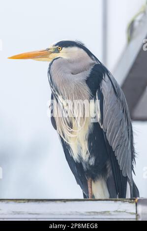 Schull, West Cork, Irlande. 9th mars 2023. Un héron gris (Ardea cinerea) se dresse au-dessus d'une fourgonnette qui attend de la nourriture au Schull Fish Shop. Crédit : AG News/Alay Live News Banque D'Images