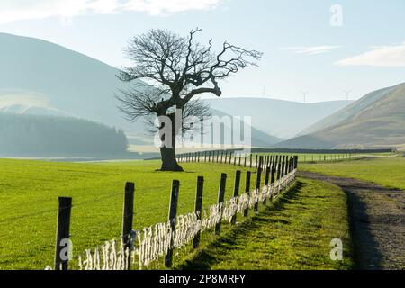 Un bel arbre avec les collines de Moorfoot dans l'arrière-plan, en Écosse Banque D'Images