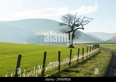 Un bel arbre avec les collines de Moorfoot dans l'arrière-plan, en Écosse Banque D'Images