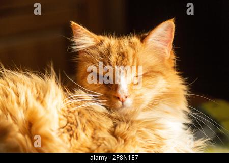 Un chat de gingembre appréciant d'être dans un endroit ensoleillé à l'intérieur d'une maison. Banque D'Images