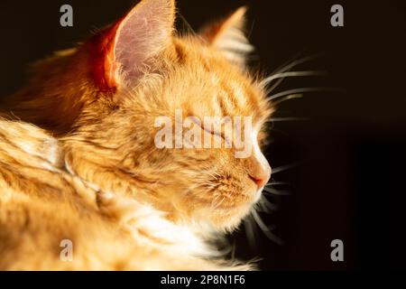 Un chat de gingembre appréciant d'être dans un endroit ensoleillé à l'intérieur d'une maison. Banque D'Images