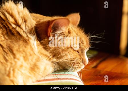 Un chat de gingembre appréciant d'être dans un endroit ensoleillé à l'intérieur d'une maison. Banque D'Images