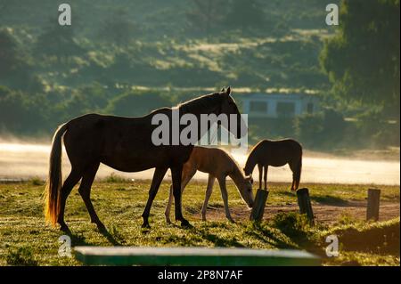 Chevaux sur les rives du lac de la Angostura, El Mollar, Tucuman, Argentine Banque D'Images