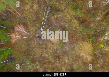 Vue de dessus de drone vers le bas de l'ancien site d'exploitation forestière au milieu de la forêt pendant la journée nuageux Banque D'Images