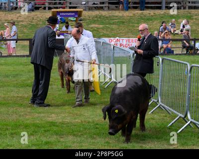 Cochon et fermier de catégorie « Duroc » en couleur marron pédigrée (manteau blanc) dans une arène récompensée - Great Yorkshire Show 2022, Harrogate, Angleterre, Royaume-Uni. Banque D'Images