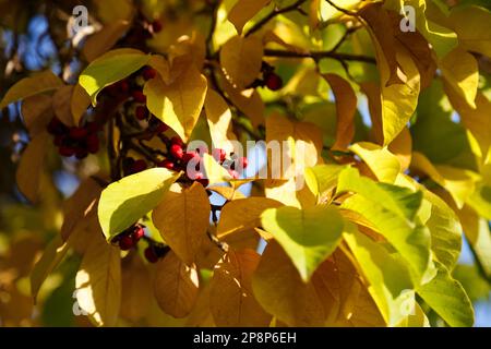 Branches jaune et orange du magnolia en automne. Graines de Magnolia et fruits sur arbre Banque D'Images