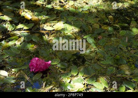 Tête de fleur de rhododendron rose tombée sur de larges feuilles de palistade. Banque D'Images