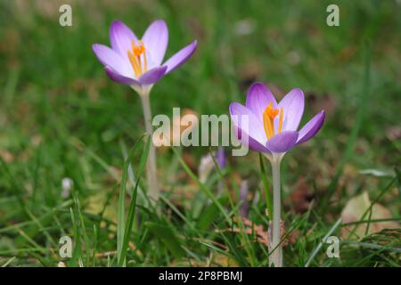 gros plan de deux crocus tommasinianus violets Banque D'Images