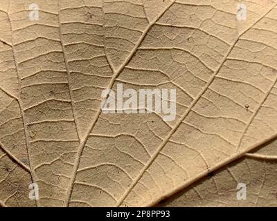 feuille en automne - vue macro Banque D'Images