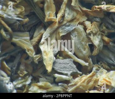 Répertoire d'herbes (plantes vulneraires sèches), mélange officinal pour tisane. Daisy de pharmacie (Matricaria chamomilla) parties séchées (extrême gros plan) comme moyenne Banque D'Images