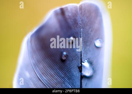 Gouttes d'eau sur les plumes. Loupe (vue Pinnula). Macro-photographie mise au point souple Banque D'Images