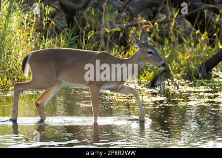 Key Deer dans l'habitat naturel du parc de l'État de Floride. Banque D'Images