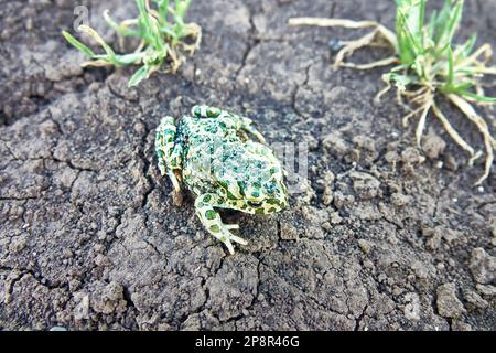 Un jeune crapaud vert européen (crapaud variable, Bufo viridis) sur terre sèche. Coloration assimilable (pas dans ce cas) et sécrétions toxiques sur la peau. Op Banque D'Images