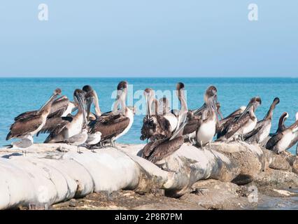 Groupe de pélicans reposant au bord de la mer sur l'île tropicale de Holbox au Mexique Banque D'Images